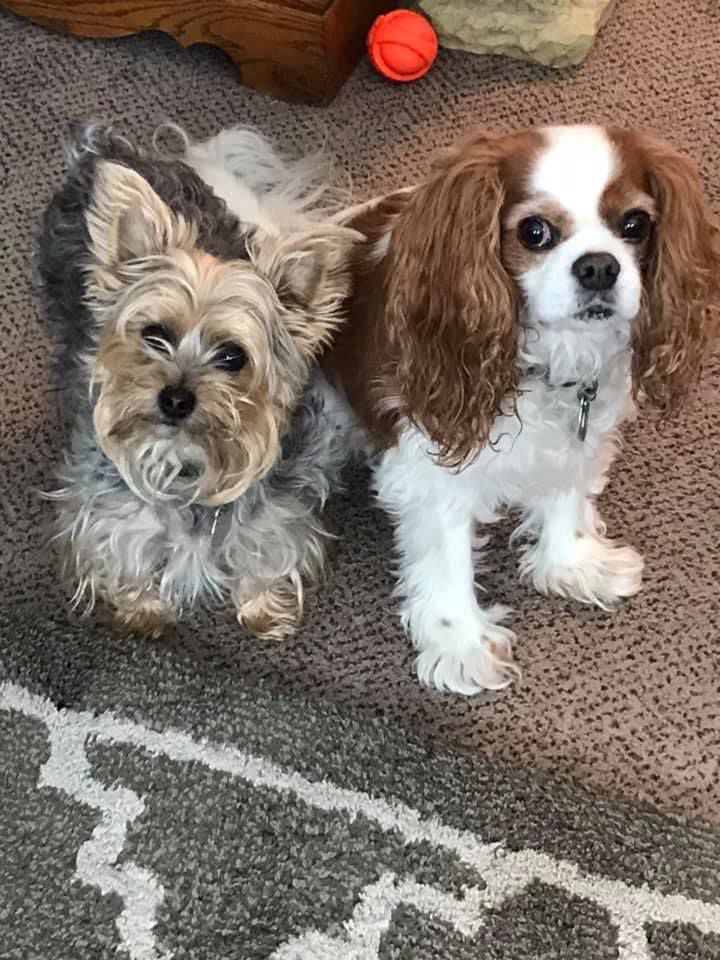 Kobe Jo and Charlie - Judy Trapp.jpg